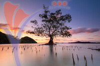 Pulau Mawar