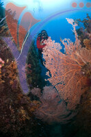 Tioman Island - Pahang