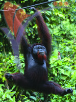 Sepilok
