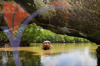 Kilim River Mangrove Tour, Langkawi, Kedah