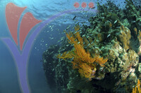 Tioman Island - Pahang