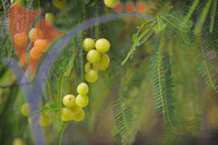 Melaka Tropical Fruit Farm