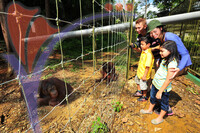 Pulau Orang Utan - Bukit Merah - Perak