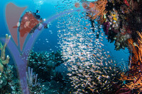 Sipadan 23