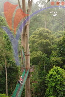 Danum Valley