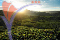 Tea Plantation