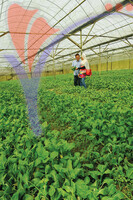 Xenxin Organic Farm