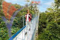 Forest Skywalk