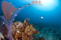 Tioman Island - Pahang