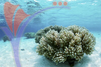 Mataking Island - Sabah