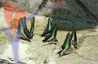 Penang Butterfly Farm - Pulau Pinang