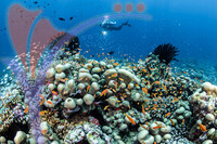 Sipadan 2
