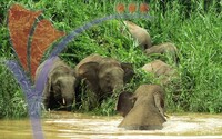Family of River Elephants