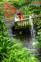 Kuala Lumpur Butterfly Park