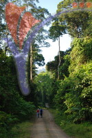 Danum Valley