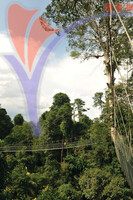 Kuala Koh