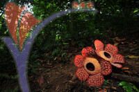 Rafflesia 1 - Perak