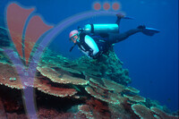 Tenggol Island - Terengganu