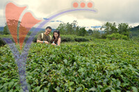 Sabah Tea Plantation
