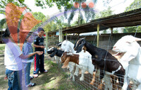 Rabbit Farm