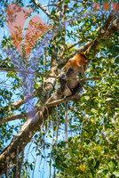 Proboscis Monkey, Sabah