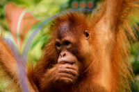 Juvenile Orangutan Eating On Western Sarawak, Borneo