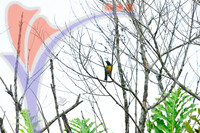 Fraser's Hill International Bird Race