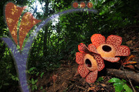 Rafflesia 1 - Perak