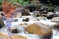 Hutan Lipur