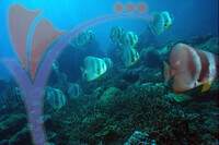 Tenggol Island - Terengganu