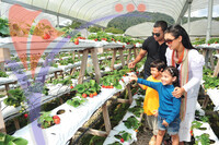 Strawberry Farm