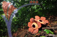 Rafflesia 1 - Perak