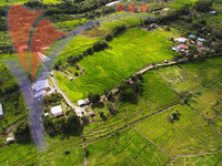 Aerial View of Paddy Field At Rural Village in Ranau
