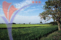 Aerial View of Sekinchan Paddy Field, Selangor