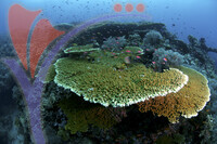 Sipadan Island - Sabah