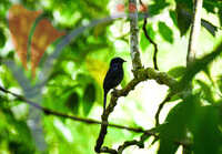 Fraser's Hill International Bird Race
