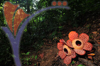 Rafflesia 1 - Perak