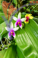 Kuching Orchid Garden, Sarawak