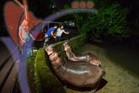 Night Safari Zoo Taiping , Perak