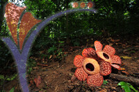 Rafflesia 1 - Perak