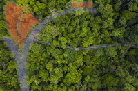 Tree Top Walk Sungai Sedim