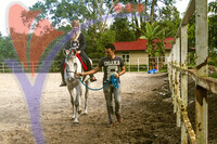 Island Horses - Langkawi