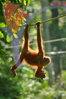 Sepilok Orang Utan