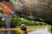 Kilim River Mangrove Tour, Langkawi, Kedah