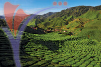 Bharat Tea Plantation
