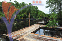 Setiu Wetlands