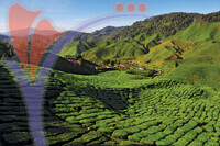 Tea Plantation