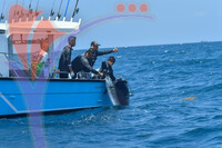 The Royal Pahang Billfish International Challenge