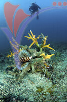 Tioman Island - Pahang