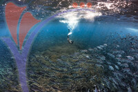 Sipadan 18